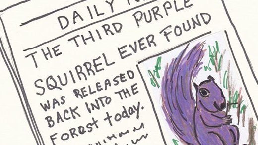 what does a Purple Squirrel look like