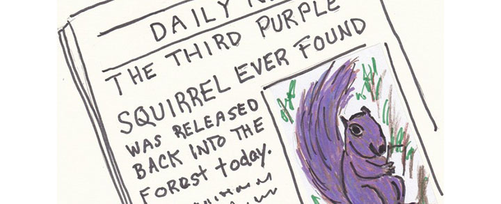 what does a Purple Squirrel look like